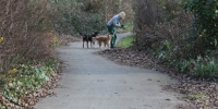 Barrier Gardens dog walking