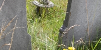  Grasses