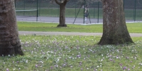 Tennis in the Spring.