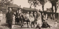 Miss Etherington delivers Exmoor ponies to Maryon Wilson Park.