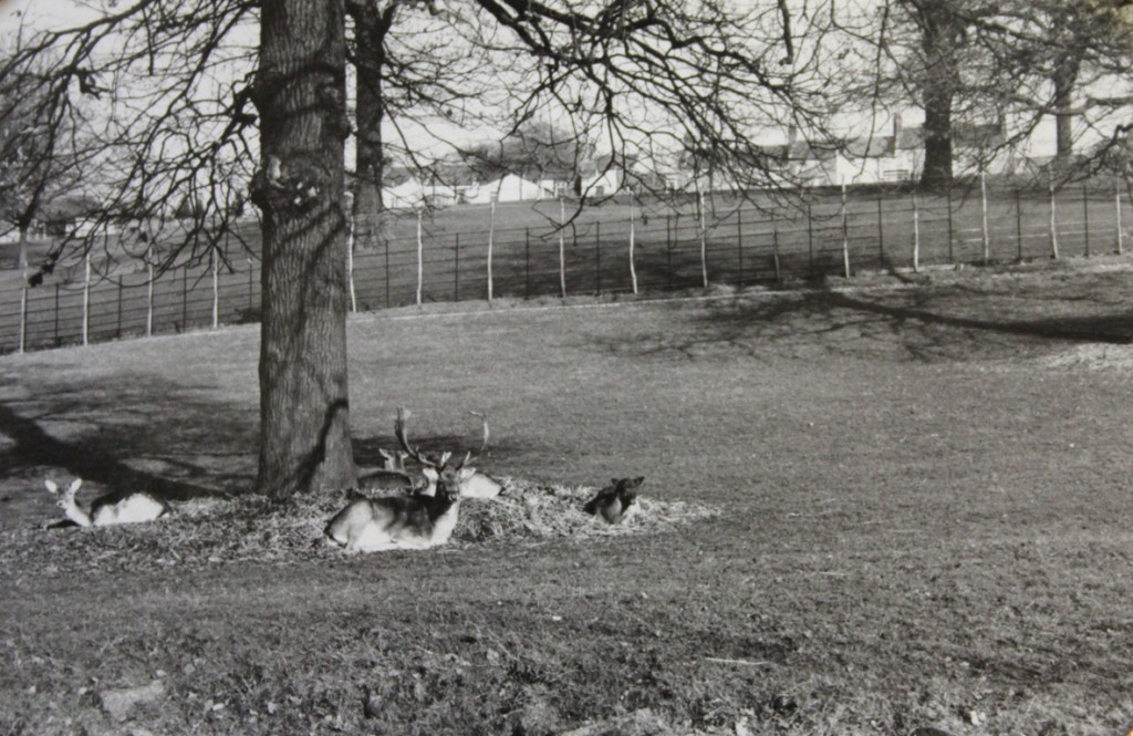 Maryon Wilson Park Charlton Parks Reminiscence Project